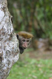 Toque+macaque+peering+around+a+tree