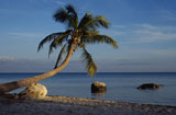 Tropical+Island+Palm+Tree
