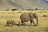 African+Elephant+and+Baby+Walking