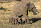 African+Elephant+Mother+and+Baby