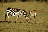 Burchell%27s+Zebra+Mother+and+Baby