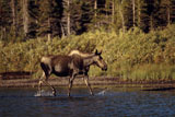 Moose+Wading+Through+Water