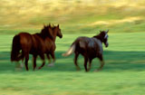 Wild+Horses+Running