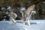 Wolf+Dancing+in+Snow