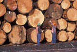 Logs+for+Lumber
