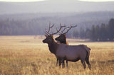 Two+Elk+in+Yellowstone