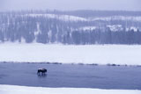 Buffalo+Crossing+River+in+Yellowstone