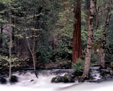 Yosemite+National+Park+California