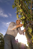 Harvesting+Grapes