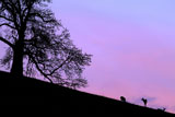 Deer+Grazing+on+a+Hill+at+Sunset