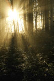 Sun+Filtered+Through+Woods