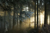 Sunlight+Filtered+Through+Woods