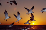 Seagulls+in+Flight