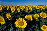 Field+Of+Sunflowers