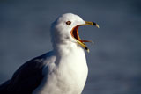 Ring-Billed+Gull+Squawking