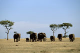 African+Elephant+Herd