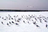 Seagulls+in+the+Snow