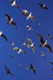 Seagulls+Flying+in+Blue+Sky