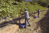 Workers+Picking+Grapes