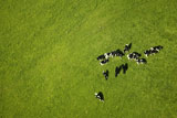 Birds+Eye+View+of+Diary+Cows