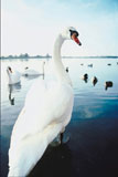Close-up+of+a+swan+at+a+lakeside