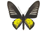 Black+and+yellow+butterfly+L5