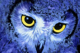 Close-up+of+an+owl