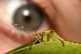 Close-up+of+a+grasshopper+on+a+leaf