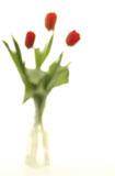 Blurred+vase+of+tulips