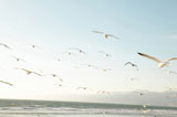 Seagulls+flying+over+beach