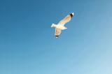 Seagulls+flying+in+sky