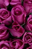 Close-up+of+purple+roses
