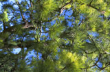 Low+angle+view+of+the+branches+of+a+coniferous+tree