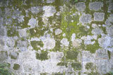 Close-up+of+a+mossy+wall