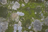 Close-up+of+a+mossy+wall