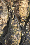 Close-up+of+the+surface+of+a+rock+formation
