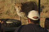 Cheetah+-+Africa