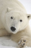 Polar+Bears+Canada+North