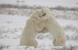 Polar+Bears+Canada+North