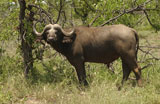 African+Buffalo