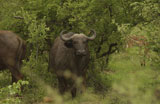African+Buffalo