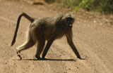 Baboons+-+Africa