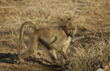 Baboons+-+Africa