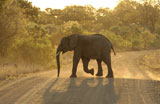 African+Elephant+zoological+zoology