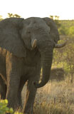 African+Elephant