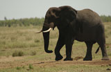 African+Elephant