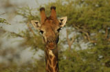 Giraffe+-+Kruger+National+Park