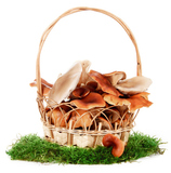 The+image+of+a+basket+with+the+mushrooms%2C+isolated%2C+on+a+white+background