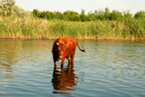 Cow+in+a+river