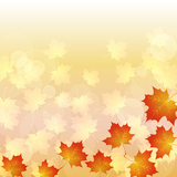 maple of autumn background